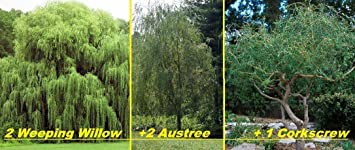 5 Willow Trees- Ready to Plant - 2 Weeping Willow Trees   2 Austree Hybrid Willow Trees   1 Corkscrew Willow Tree - Indoor Outdoor Live Trees - Bonsai Starts