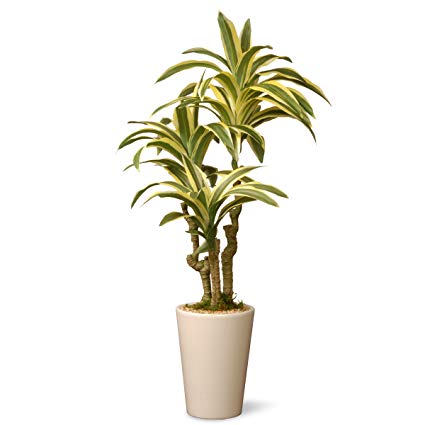 National Tree 21 Inch Garden Accents Green Dracaena Plant in Ceramic Pot (GAD30-21G)