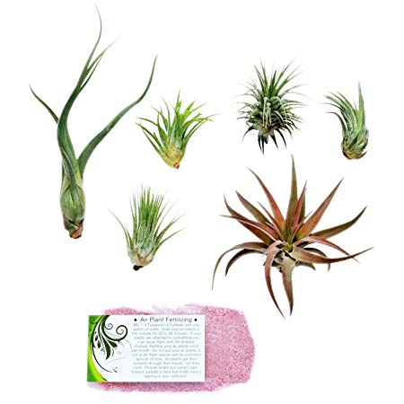 Air Plant Shop's Grab Bag of 6 Plants   Fertilizer Packet - Free PDF Air Plant Care eBook with Every Order - House Plants - Air Plant Variety - Fast Shipping from Florida