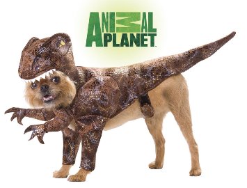 Animal Planet PET20109 Raptor Dog Costume
