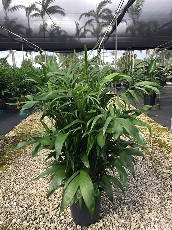 Chamaedorea erumpens x seifritzii 'Florida Hybrid', Chamaedorea Palm - 3 Gallon - 4 Pack Live Plant