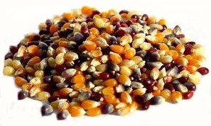 Popcorn - Heirloom - Multi-Colored - Organic (2 lbs)