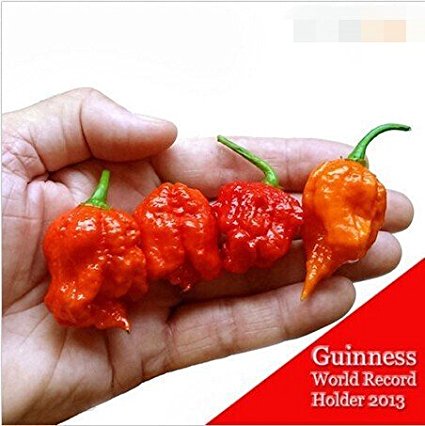 Loss Promotion! 100 SEEDS Fresh Rare Red "Carolina Reaper" Pepper Seeds (hot chilli ) Organic Vegetable Seeds