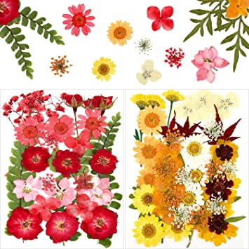 Nuanchu 66 Pieces Real Dried Pressed Flowers Leaves Mixed Pressed Flowers Natural Dry Flowers Colorful Daisies Leaves for Scrapbooking DIY Candle Resin Jewelry Crafts, Various Styles