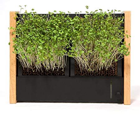EcoQube Frame - Easy Sprouting Kit Garden for Sprouting Seeds, Herbs, Microgreens, and Broccoli Sprouts (EcoQube Frame (with Broccoli))