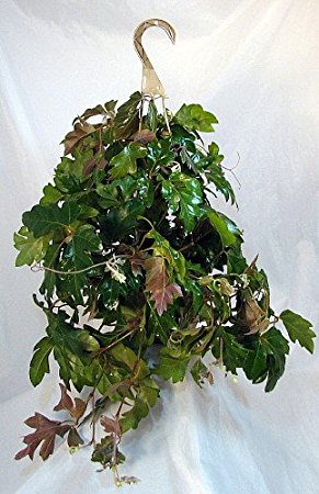 Oak Leaf Grape Ivy Plant - Cissus rhombifolia - 6" Pot