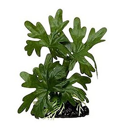 Amazon Evergreen Betta Plant - Great For Betta Fish and Use With Blue Spotted Betta Leaf Pad & Betta Log