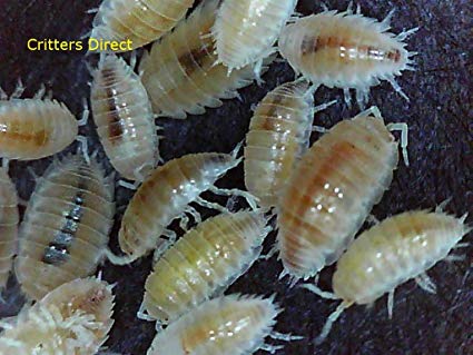 Critters Direct Live Isopods, Dwarf White