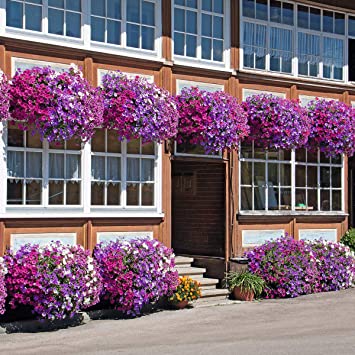 Ultrey Seed House - 200 Pieces Hanging Petunia Seeds Blend Flower Seeds Mixed Colors Flower Perennial Petunia Seeds Perennial Hardy Glow Your Garden