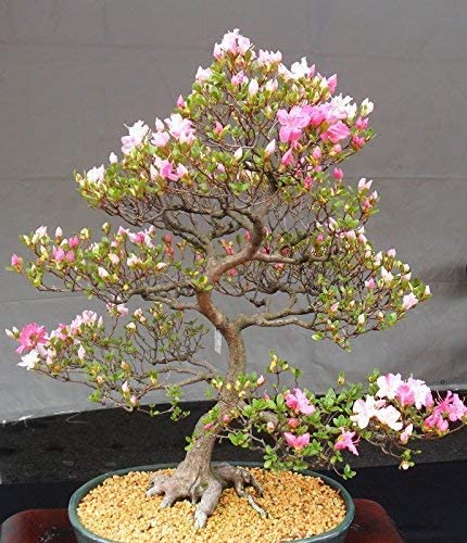 10 Japanese Cherry Blossom Bonsai Seeds - Flowering Sakura Bonsai Seeds - Ready to Plant