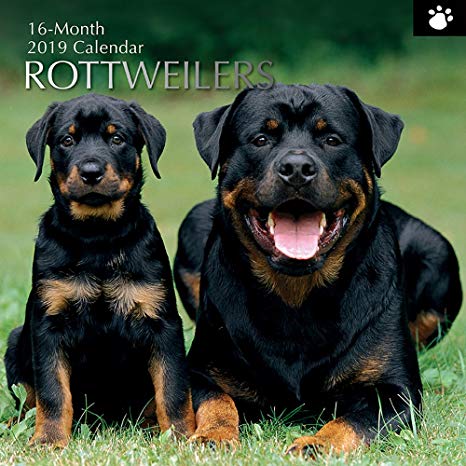 2019 Wall Calendar - Rottweiler Calendar, 12 x 12 Inch Monthly View, 16-Month, Dogs and Pets Theme, Includes 180 Reminder Stickers