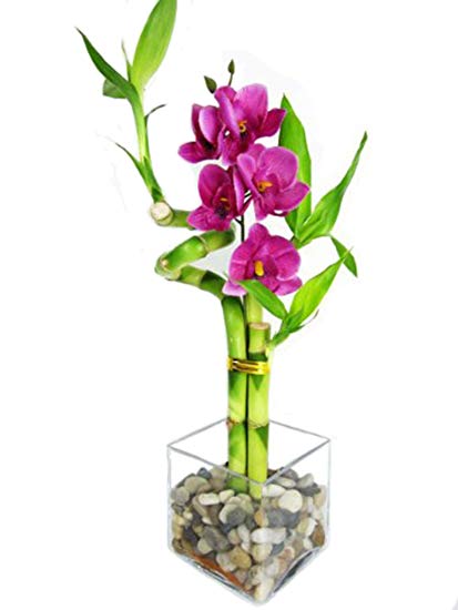 9GreenBox - Lucky Bamboo - Spiral Style with Silk Flowers and Glass Vase with Pebbles