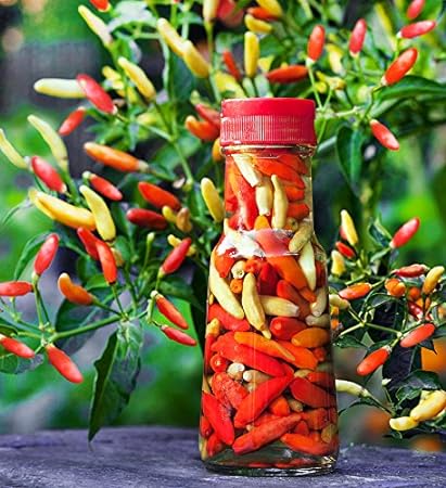 30  Tabasco Hot Pepper Seeds Heirloom Non-GMO Red Chili Spicy, Rich Flavor, Productive, from USA!