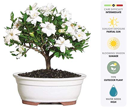 Brussel's Bonsai Live Gardenia Outdoor Bonsai Tree - 4 Years Old; 6" to 8" Tall with Decorative Container - Not Sold in Arizona,
