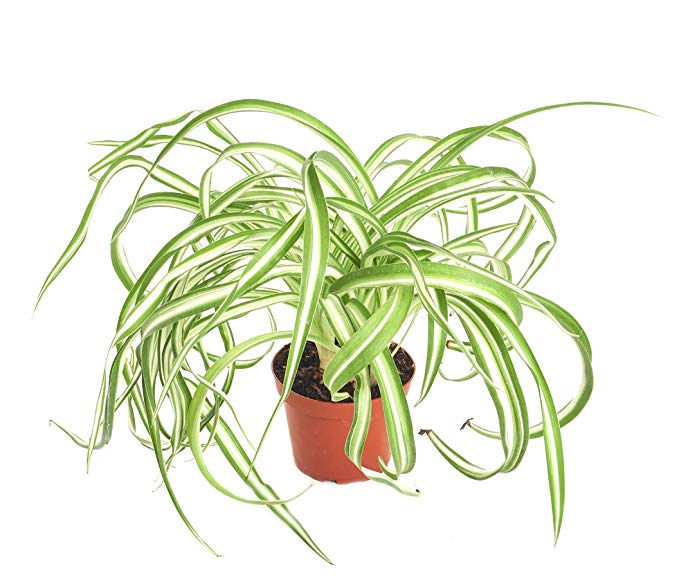 Shop Succulents | 'Bonnie' Curly Spider Plant, Naturally Air Purifying House Plant in 4" Pot, Easy Care, Live Indoor House Plant