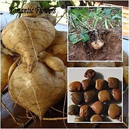 Hot Sale!!! Very Sweet Fruit And Vegetable Plants,High-Yield Sweet Potato Seeds,Vegetable Delicious And 20 Particle/ bag