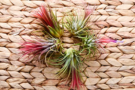 Hinterland Trading 5 Pack Fuego Air Plant Tillandsia