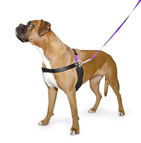 Ancol/Pure Dog Listeners - Stop Pulling Dog Training Harness & Lead Set - Medium Size 4-6 (inc DVD)