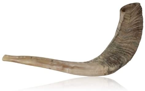 Natural Ram Horn Shofar with Stripes and Curved Top