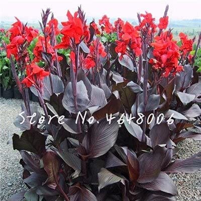 Tomeco 200 Pcs Exotic Colorful Canna Lily Flore Outdoor Indoor Seed Pots Perennial Ornamental Flower Plant for Home Garden Decoration - (Color: 7)