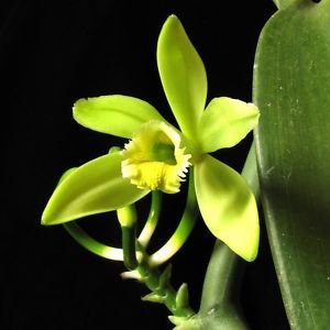 VANILLA PLANIFOLIA - SPICE PLANT LIVE ORCHID Vanilla Orchid Bean Flower