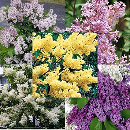 5 varieties of LILAC mixed 100 seeds, different colors and blooming times