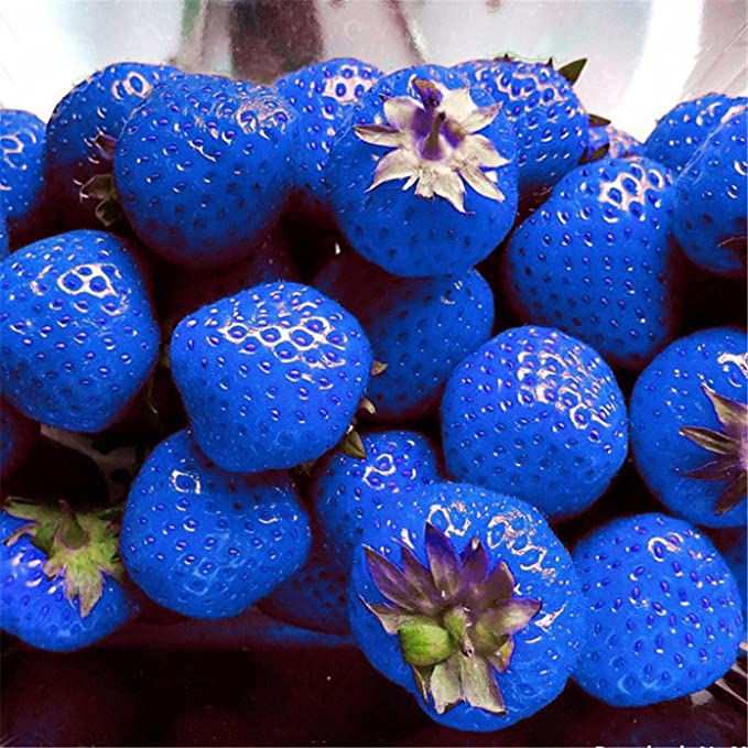 500PCS Giant Blue Strawberry Seeds for Planting,Rare Non-GMO Fruit Vegetable Seeds,Organic Bonsai Plant Seeds