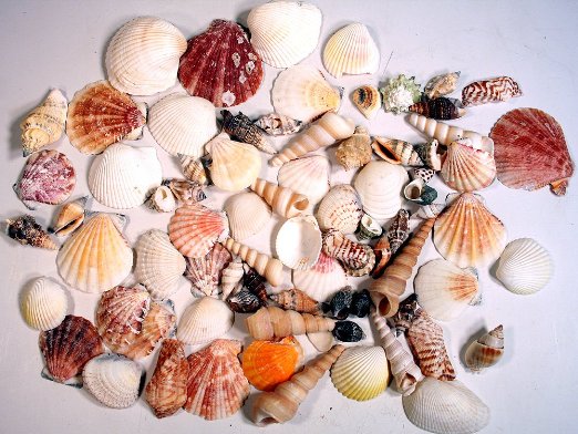 Creative Hobbies® Sea Shells Mixed Beach Seashells - Various Sizes up to 2" Shells -Bag of Approx. 50 Seashells