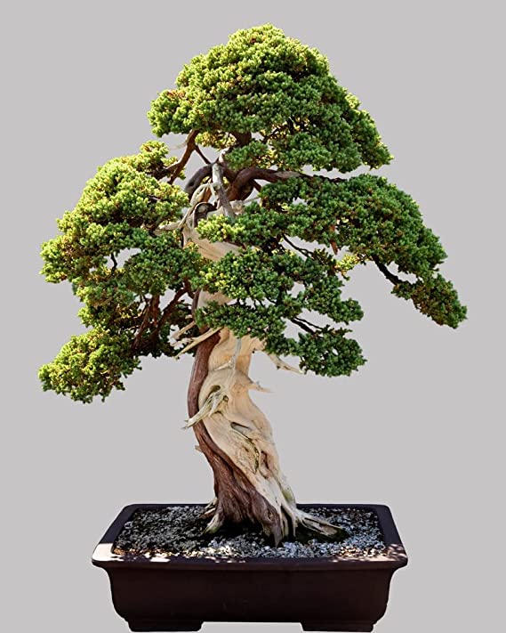 Norway Spruce Bonsai Tree Seeds - 30 Seeds - Beautiful Evergreen Tree Seeds - Picea Abies
