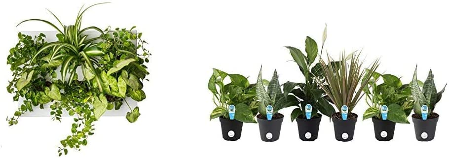 Ortisgreen Hang Oasi Home Indoor Vertical Garden with Costa Farms Live House Plant Collection 6-Pack, Assorted, 4-Inch