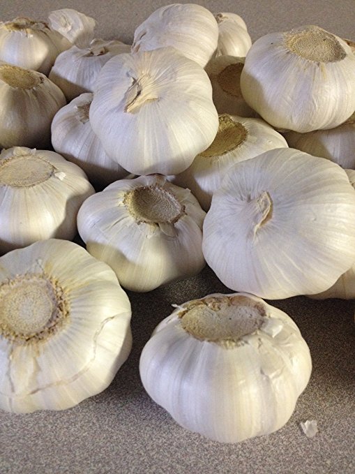 Garlic Bulb, California Softneck, 6 Bulbs, Planting or Eating