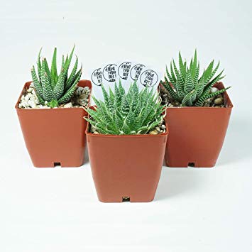 SucCuteLents Haworthia Tri-Pack - Live Cactus Aloe Succulent Plants Fully Rooted in 3" Planter Pots with Soil