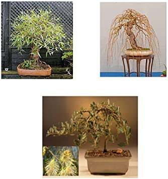 Bonsai Willow Tree Bundle - 3 Large Trunk Bonsai Tree Cuts - Get one Each Golden Curls, Globe, Green Weeping - Ready to Plant - Indoor/Outdoor Bonsai Tree's