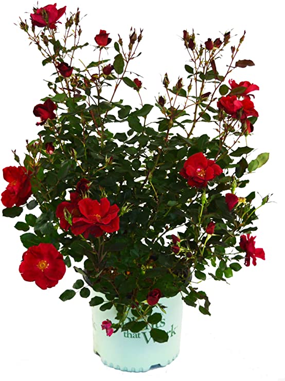 Plants That Work - Rosa 'Miracle On The Hudson' (Rose) Rose, red flowers, #3 - Size Container