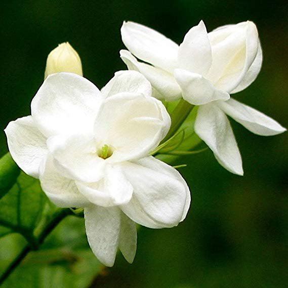 Afco 100Pcs Jasmine Flower Seeds Fragrant Home Garden Plant Seed Bonsai Decor (White)