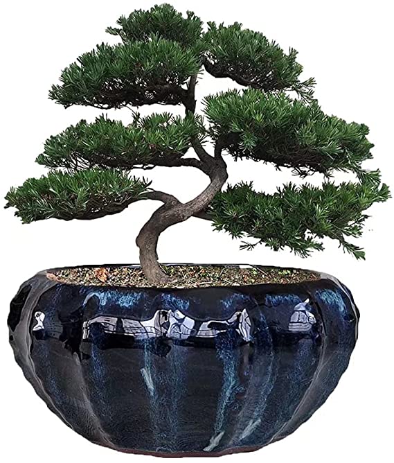 8inch Modern Large Shinny Black Ceramic Bonsai Pot,Cactus pots ,Ceramic Plant Pot for Orchids,Decorative Orchid pots with Hole (Midnight Black)