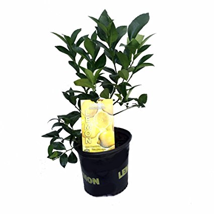 Meyer Lemon Tree - Fruiting Size/Branched Plant - 8" Pot - Indoors/Out