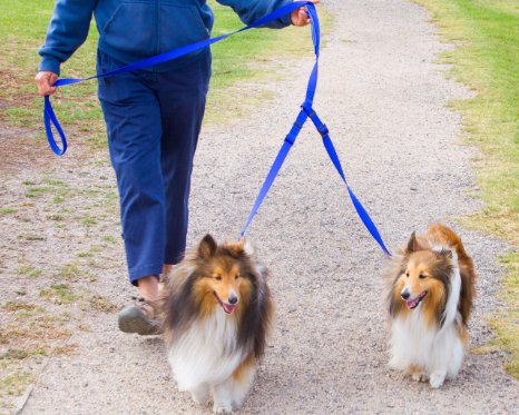 Dual Dog Leash Large 2 Dogs Double Clip Leash = 1 Leash   2 Dogs & 2 Handles 8FT Long - Easy Control