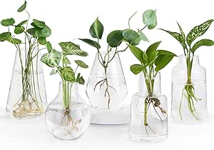 Mkono Propagation Vases for Plants, Set of 5 Small Glass Jar Planters for Hydroponic Cutting Flowers, Plant Station Bud Vases for Centerpieces Home Office Decor Gift