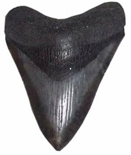 Fossilized Carcharocles Megalodon Shark Tooth 1.5 - 2.0 Inches Length