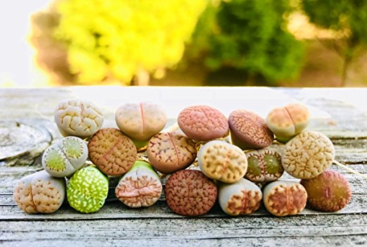 Pack of 8 Live Mini Exotic Lithops Plant Seedlings Perfect For Lithops Starter Great Terrarium Addition FY2017 Seedlings
