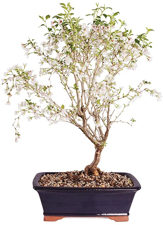 Brussel's Bonsai Live Dwarf Cherry Outdoor Bonsai Tree-5 Years Old 12" to 16" Tall with Decorative Container, X Large