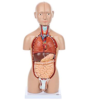 Axis Scientific Human Body Model | 17 Inch Mini Human Torso Model Has 16 Removable Parts | Great Human Anatomy Model for Kids | Anatomical Model Includes Detailed Product Manual | 3 Year Warranty
