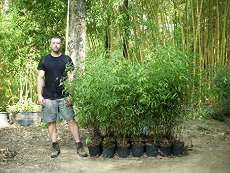 Black Bamboo - 2 Gallon (2'-3' Tall) - Phyllostachys nigra 'Black' - Free Shipping