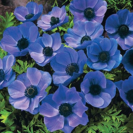 20 BLUE ANEMONE MR FOKKER CORMS BULBS FOR BORDER PATIO ROCKERY GARDEN PERENNIAL PLANT