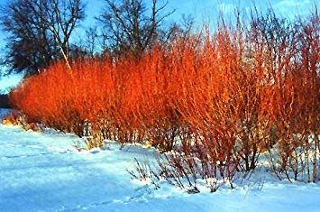 4 Flame Willow Tree Cuttings - Vibrant Orange and Red Colored Bark - Unique and Rare Live Tree Plants - Grow 4 Flame Willow Trees