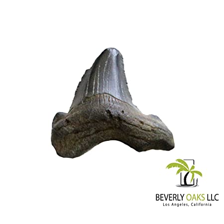 High Quality Small Megalodon Shark Tooth Fossil 1-2 Inches