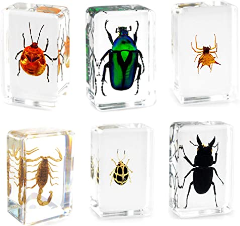 QTMY 6 Pack Insect in Resin Specimen Collection Paperweights for Office Desk,Christmas for Men Women Biology Science Teacher Education (1)