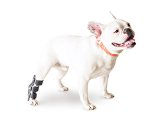 Walkin Pet Splint for Dogs Canine Hock Style Rear Leg