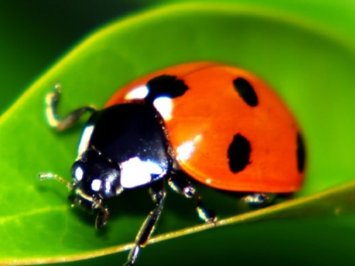4500 Live Ladybugs - Good Bugs - Guaranteed Live Delivery
